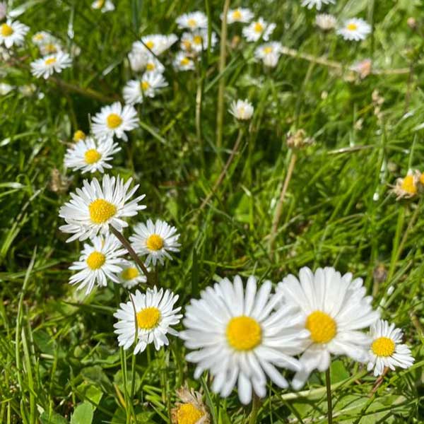 Daisies in field