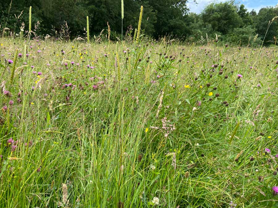 View of Meadow