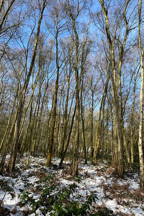 Snowy woodland