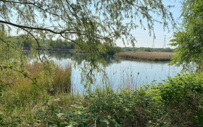Lake with marginal plants and trees.