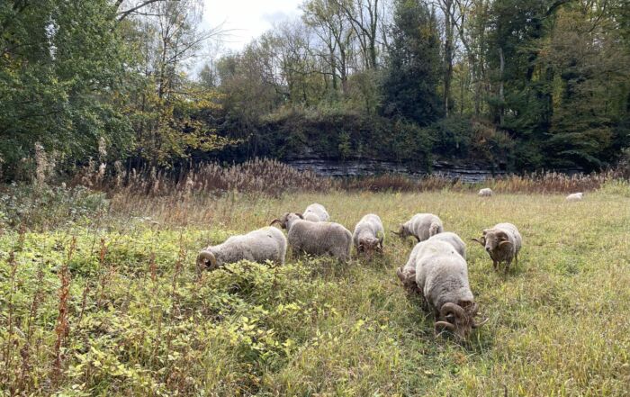 Ticknall Quarries SSSI